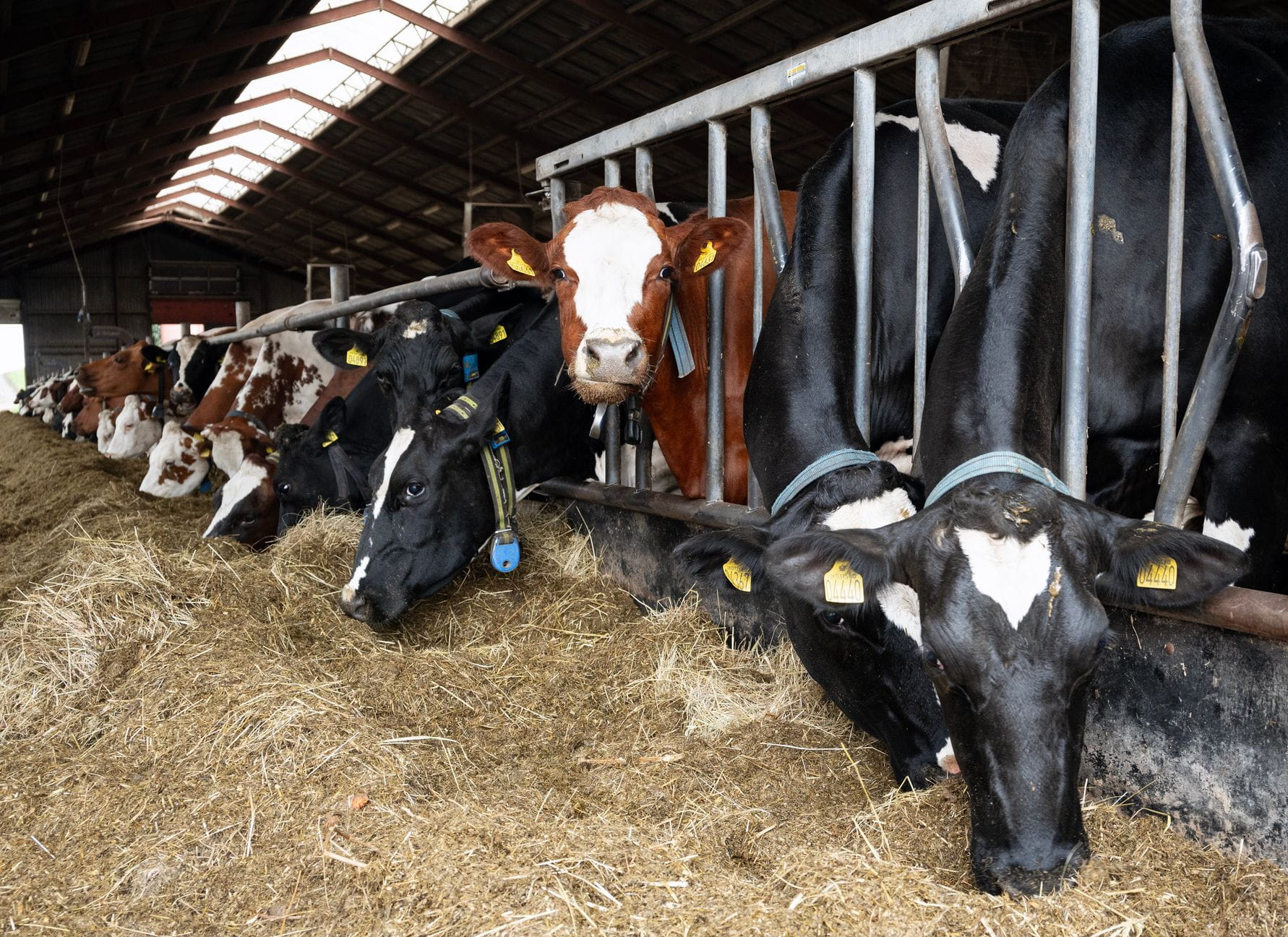 Med tiltag som indførelsen af en afgift på landbrugets  drivhusgasudledninger og udtagning af 15 procent af den  samlede landbrugsjord, står dansk landbrug over for store  omvæltninger. Det står klart efter at der i slutningen af juni  landede en grøn trepartsaftale.